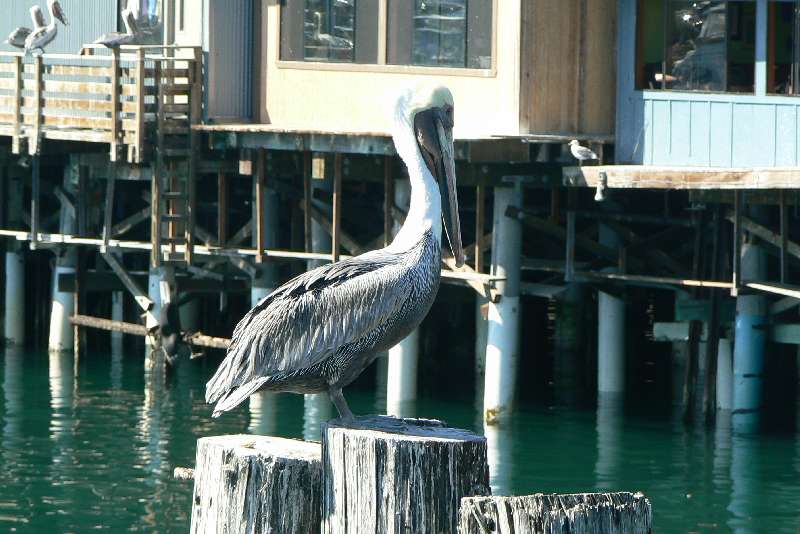 50 Fisherman warf MONTEREY